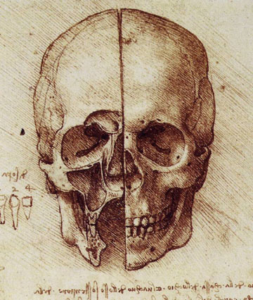 View of a Skull